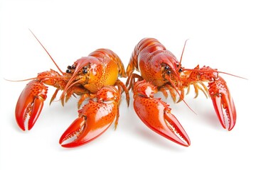 Two Red Crawfish or Crayfish on White Background Ready to Cook