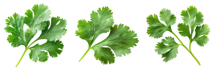 Fresh green cilantro leaves isolated on transparency background