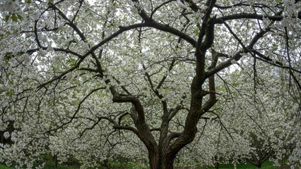 Naklejka premium Flowering tree with white blossoms in green park Represents spring, renewal, and beauty of nature