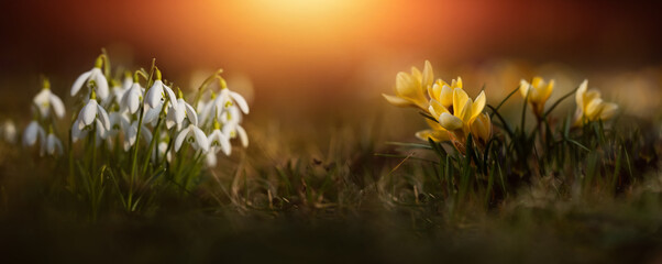 krokusy żółte i przebiśniegi jako wiosenne tło, Crocus sieberi and snowdrops  © meegi