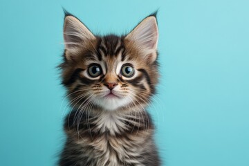 Adorable tabby kitten with striking blue eyes on a bright turquoise background, showcasing its playful personality and vibrant fur
