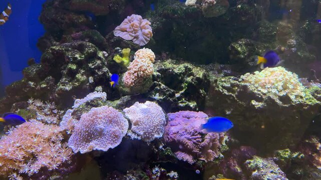 4k footage of fish aquarium seeing the activities of corals, reefs, and fishes swimming around. Various fish, blue tang, clown fish, zebra fish, and baby shark. Marine life and underwater sea life.