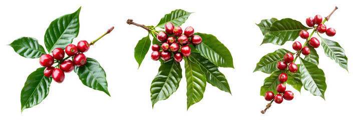 Red coffee cherries with green leaves on branches, isolated on white