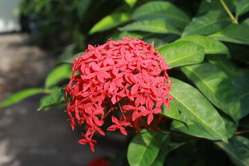 Red Ixora flower Blossoms bush green tree on nature background
