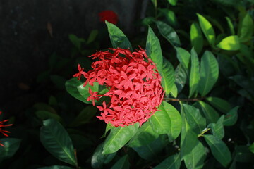 Red Ixora flower Blossoms bush green tree on nature background
