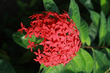 Red Ixora flower Blossoms bush green tree on nature background

