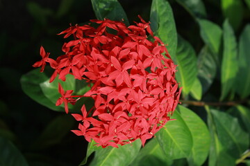 Red Ixora flower Blossoms bush green tree on nature background
