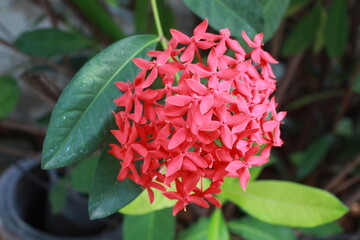 Red Ixora flower Blossoms bush green tree on nature background
