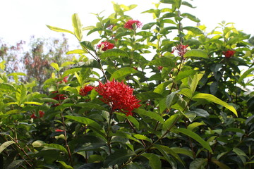 Red Ixora flower Blossoms bush green tree on nature background
