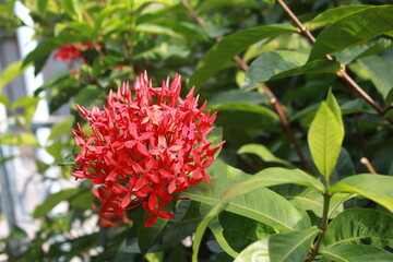 Red Ixora flower Blossoms bush green tree on nature background
