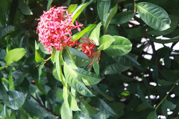Red Ixora flower Blossoms bush green tree on nature background
