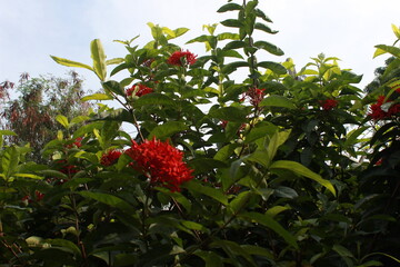 Red Ixora flower Blossoms bush green tree on nature background

