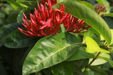 Red Ixora flower Blossoms bush green tree on nature background
