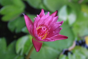 Pink lotus flowers are in a small basin in the garden.