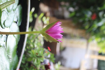 Pink lotus flowers are in a small basin in the garden.