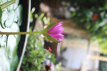 Pink lotus flowers are in a small basin in the garden.