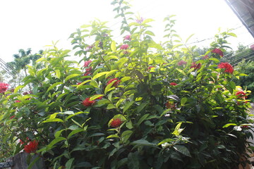 Red Ixora flower Blossoms bush green tree on nature background
