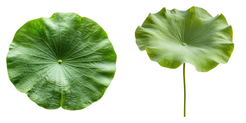 Two vibrant green lotus leaves with distinct textures and veins