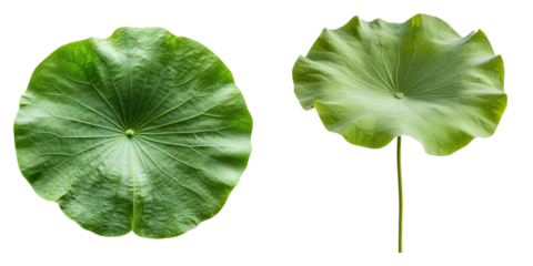 Two vibrant green lotus leaves with distinct textures and veins