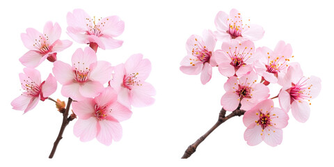 Fototapeta premium Pink cherry blossoms on branches, isolated on transparency background