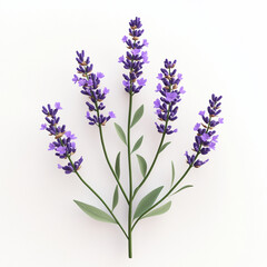 Obraz premium 3D rendered lavender flower icon with delicate purple petals and green leaves, showcasing realistic and elegant design