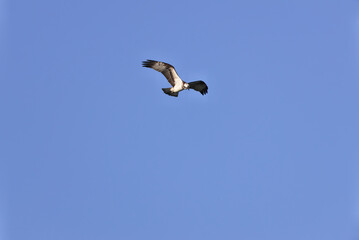 Osprey that circles around aiming at the fish of its prey