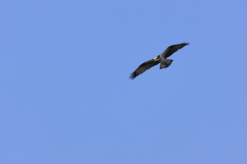 Osprey that circles around aiming at the fish of its prey