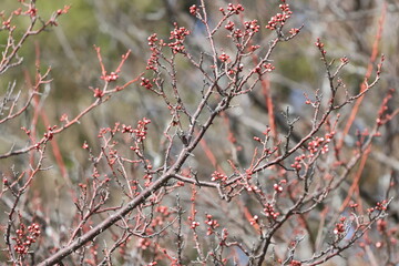 Plum buds that seems to bloom at any moment