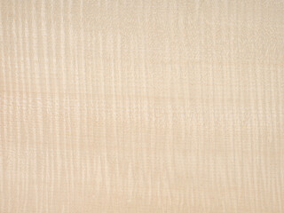 European maple Frise veneer wood texture surface in close up view