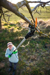 Woman farmer using tree pruner for seasonal pruning trees in garden. Cutting branch with extendable...