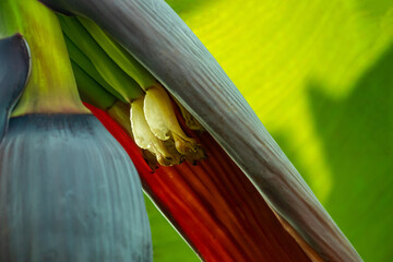 Banana flowers, also known as banana blossoms also its edible
