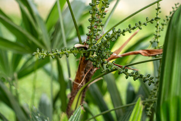 The formosa palm Arenga engleri, or Taiwan sugar palm, is a small
