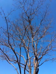 早春のハナミズキの枯れ木と青空風景