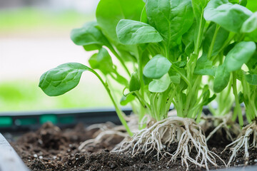 Hydroponic system with exposed roots showcasing healthy growth and nutrient uptake spinach plants thriving