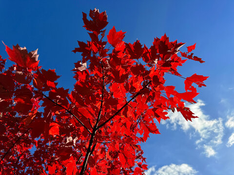 Red maple tree acer rubrum bright leaves on blue sky 