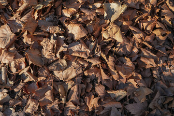 Autumn background with fallen leaves