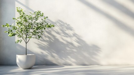 Small tree in a white pot, minimalist.