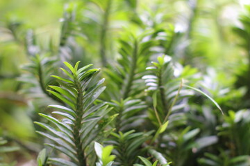 The centipede tree or centipede antidote tree (Euphorbia tithymaloides) is an ornamental plant that has leaves that resemble centipedes. The leaves are oval and pointed at the tip.