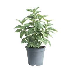 A Potted Basil Plant with Aromatic Green Leaves Isolated on Transparent Background