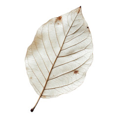 Obraz premium A delicate, bleached, skeletal leaf structure showing fine veins isolated on a solid transparent background for natural design texture.