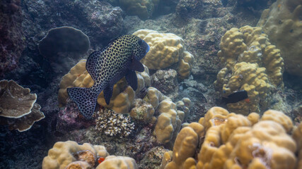 coral reef with fish