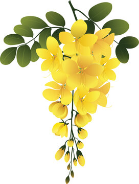 Golden Cassia Fistula Flower Bunch, Kani Konna Flower for Vishu Festival, Vector Graphics