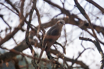 A brown-eared bulbul perched on a bare, lichen-covered branch, looking towards the right against a blurred, overcast sky.