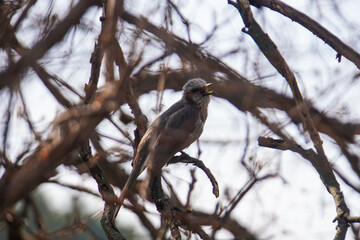 A brown-eared bulbul perched on a bare, lichen-covered branch, looking towards the right against a blurred, overcast sky.