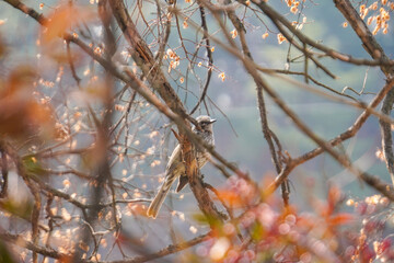 Bird Perched Among Blossoms A Glimpse of Nature's Harmony