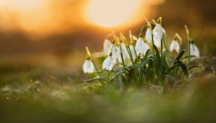 przebiśniegi wiosenne o zachodzie słońca, snowdrop  © meegi