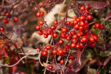 red berries, nandina in autumn