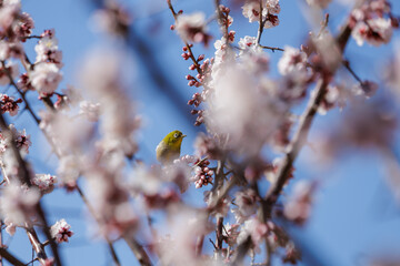 Timid Japanese White-eye keeps watchful eye out for movement as it hides among budding plum blossoms. Colored light yellow green with white circles around its eyes, it blends into the blossoms.