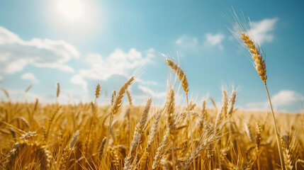 Fototapeta premium Sunlit Golden Wheat Fields Under a Clear Blue Sky, Tranquil Countryside