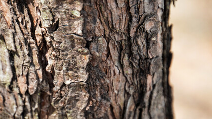close up of Pine trees